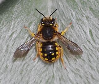 Anthidium wwwdiscoverlifeorgIMILKD0001320Anthidiumm