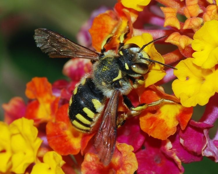 Anthidium Anthidium Wikipedia