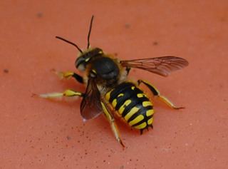 Anthidium Anthidium manicatum Discover Life