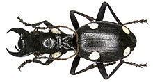 Anthiinae (beetle) httpsuploadwikimediaorgwikipediacommonsthu