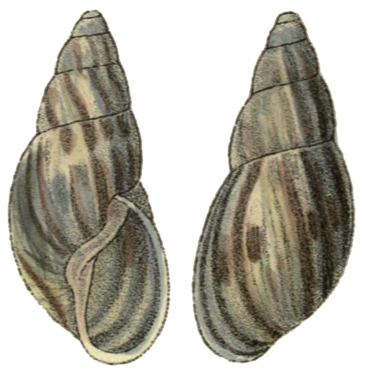 Anthinus (gastropod)