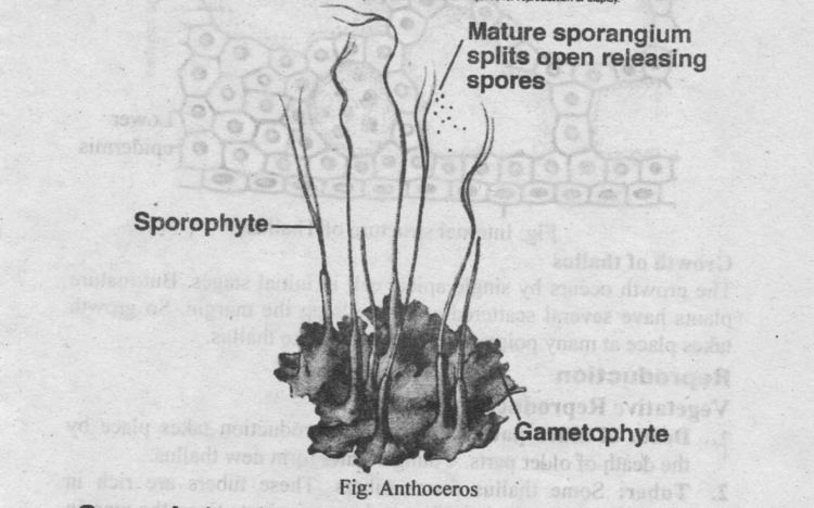 Anthoceros Type Anthoceros Structure Reproduction and Development Biology Boom