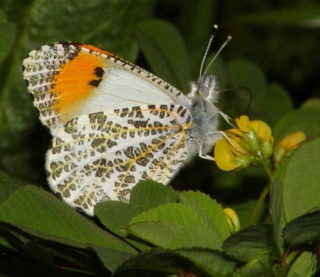 Anthocharis sara Anthocharis sara sara Art Shapiro39s Butterfly Site