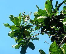 Anthocleista grandiflora httpsuploadwikimediaorgwikipediacommonsthu