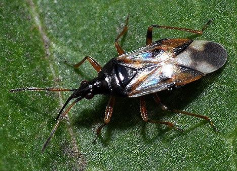 Anthocoridae Flower bugs Anthocoridae Beetle