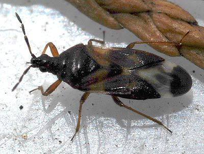 Anthocoris nemoralis Cimicidae Anthocoris nemoralis