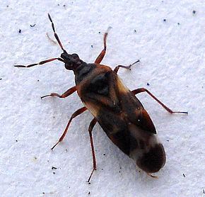 Anthocoris nemoralis httpsuploadwikimediaorgwikipediacommonsthu