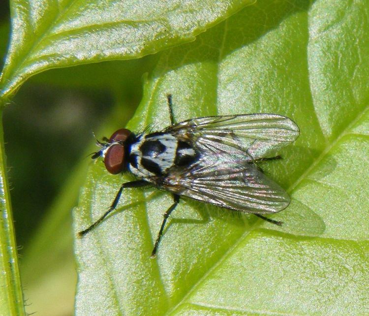 Anthomyia - Alchetron, The Free Social Encyclopedia