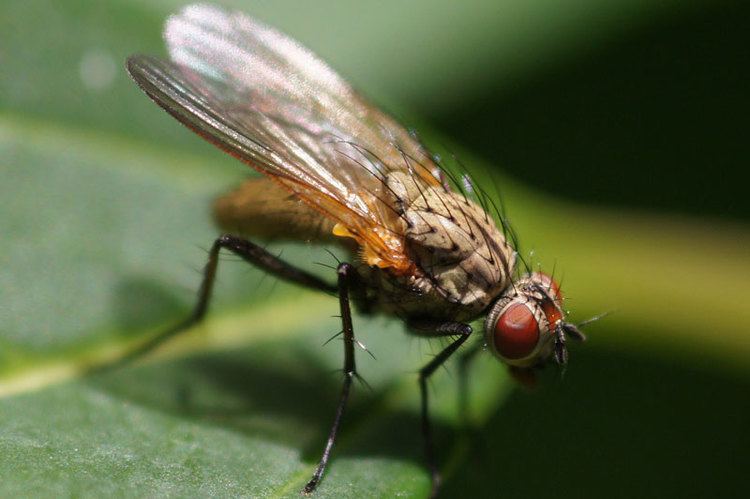 Anthomyiidae RootMaggot Flies Anthomyiidae
