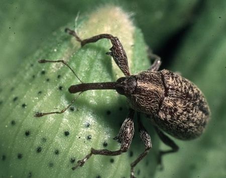 Anthonomus Anthonomus grandis Boll weevil Anthonomus thurberiae