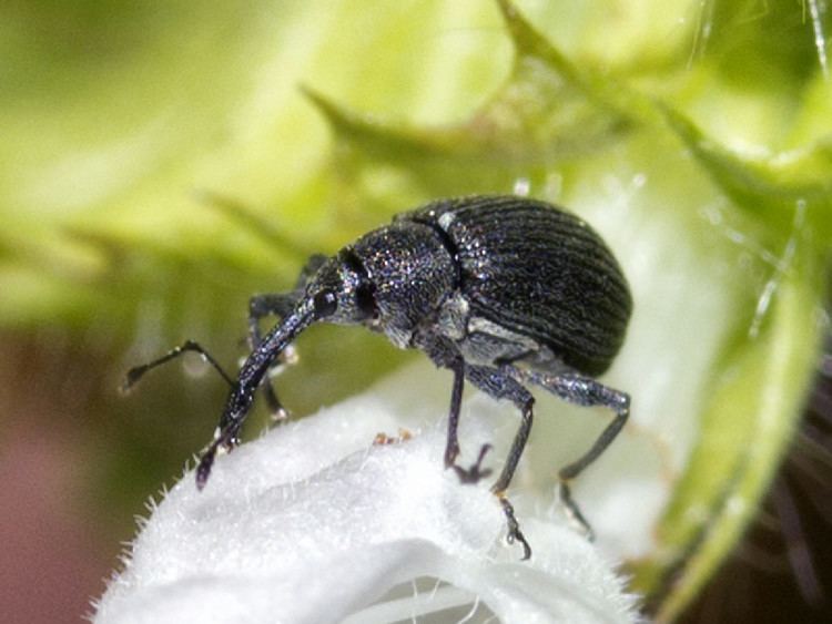 Anthonomus rubi Strawberry Blossom Weevil Anthonomus rubi NatureSpot