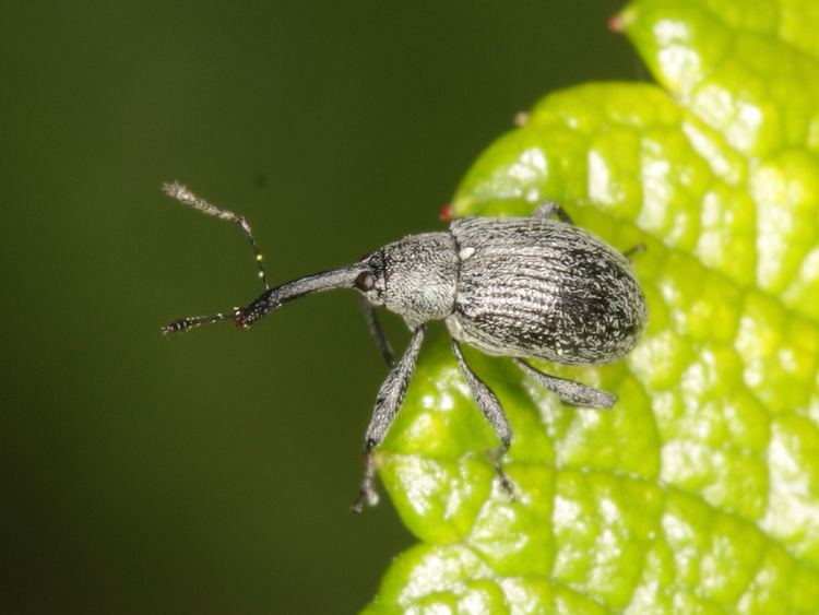 Anthonomus rubi Anthonomus rubi Curculionidae Strawberry blossom weevi Flickr