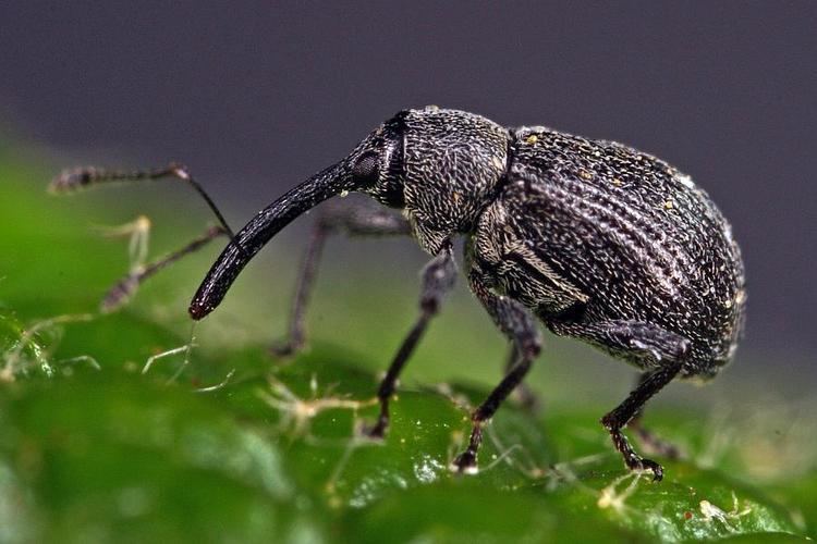 Anthonomus rubi Anthonomus rubi Erdbeerbltenstecher Rsselkfer Curculionidae