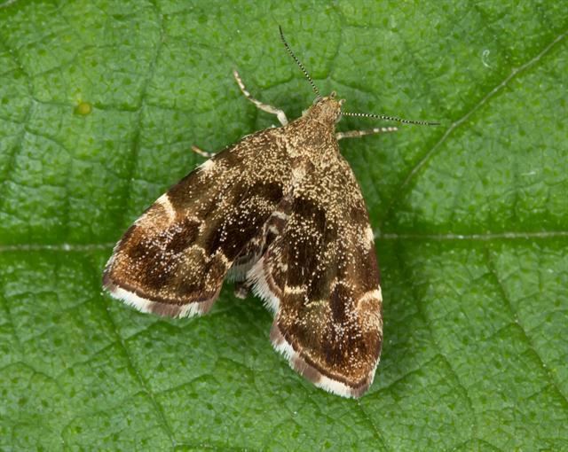 Anthophila fabriciana Anthophila fabriciana Nettletap moth