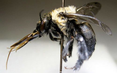 Anthophora Anthophora abrupta a miner bee