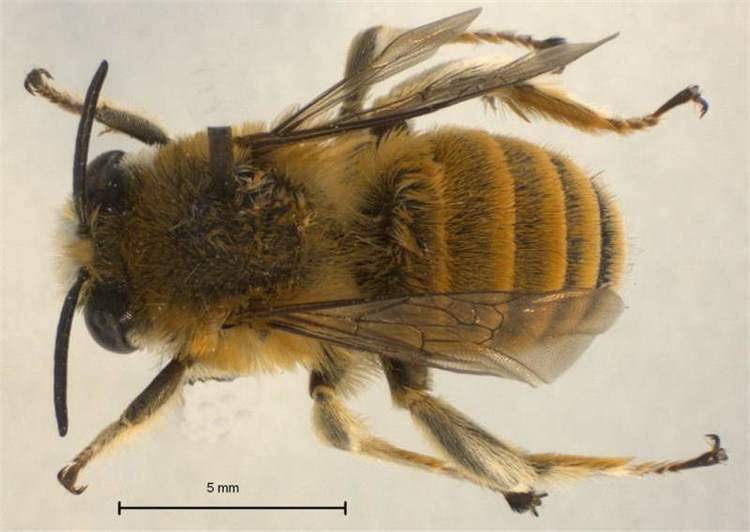 Anthophora Factsheet Anthophora bees