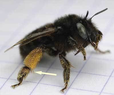 Anthophora Anthophora retusa Linnaeus1758 BWARS