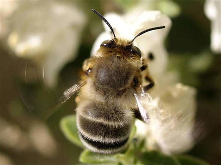 Anthophora Factsheet Anthophora bees