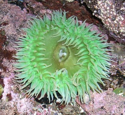 Anthopleura xanthogrammica Anthopleura xanthogrammica Giant green sea anemone Actinia