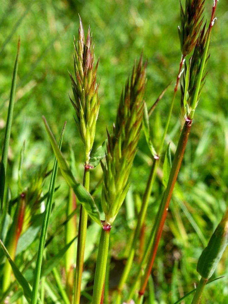 Anthoxanthum odoratum (large sweet grass, sweet vernalgrass): Go