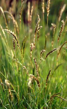 Anthoxanthum odoratum (large sweet grass, sweet vernalgrass): Go