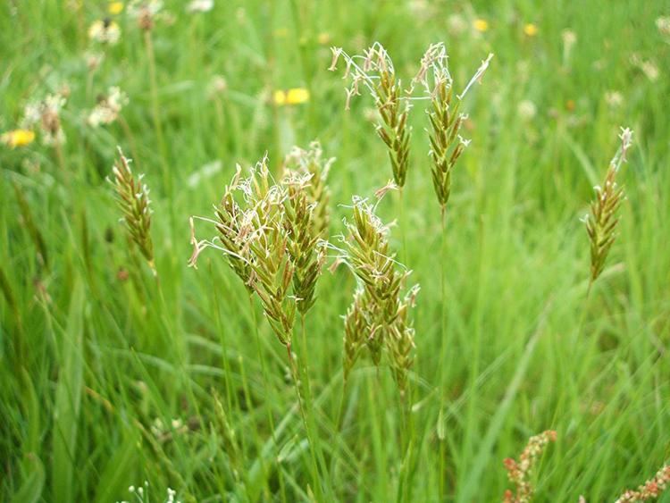 Anthoxanthum odoratum Sweet Vernalgrass Anthoxanthum odoratum NatureSpot