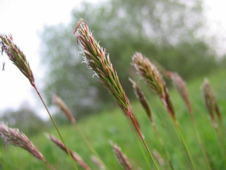 Anthoxanthum odoratum (large sweet grass, sweet vernalgrass): Go Botany