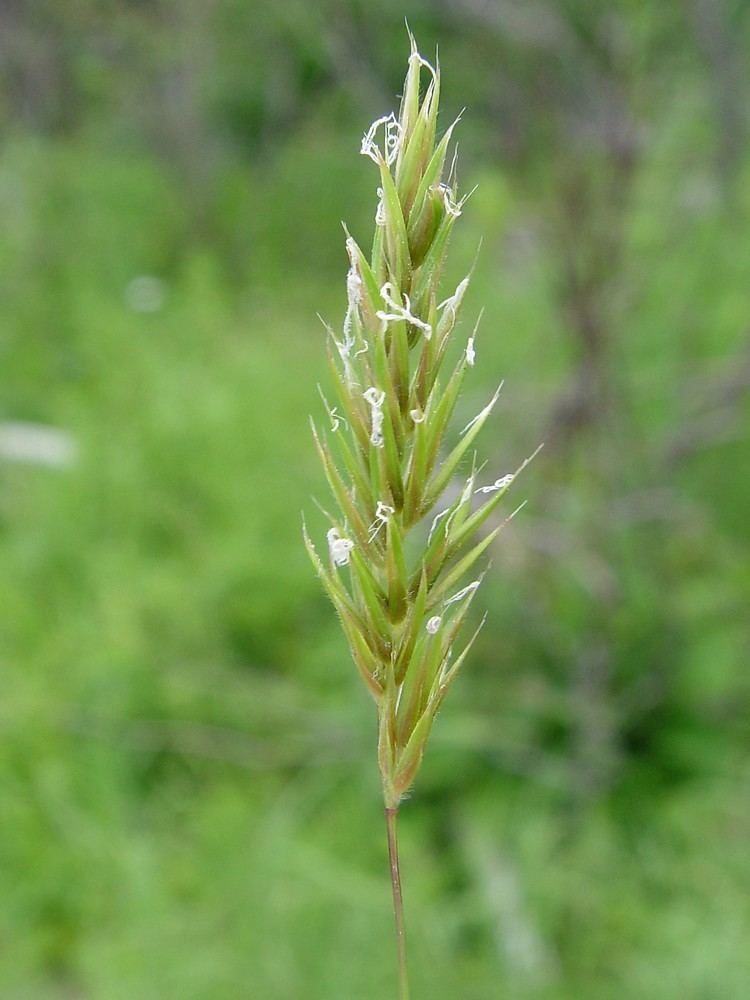 Anthoxanthum odoratum Anthoxanthum odoratum large sweet grass sweet vernalgrass Go Botany