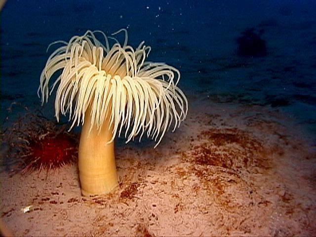 Anthozoa Antarctic Underwater Field GuideCnidariaAnthozoaUID sppUID