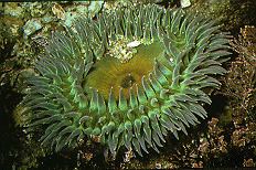 Anthozoa httpsuploadwikimediaorgwikipediacommonsaa