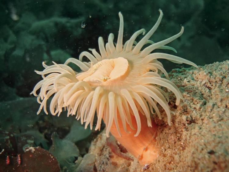 Anthozoa Antarctic Underwater Field GuideCnidariaAnthozoaanemone