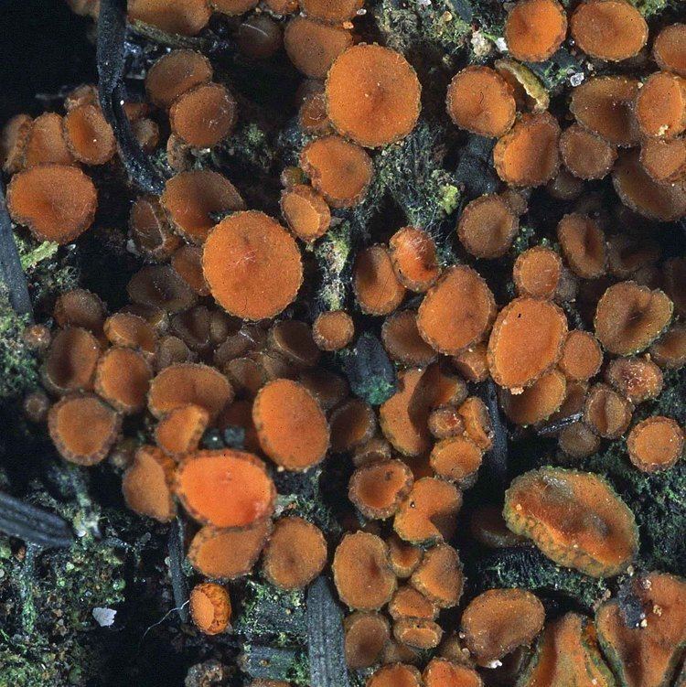 Anthracobia All Fungi Fungi of Great Britain and Ireland