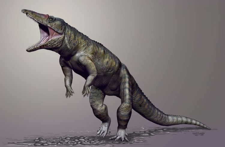 Anthracosuchus Carolina Butcher Prehistoric crocodiles walked on hind legs and