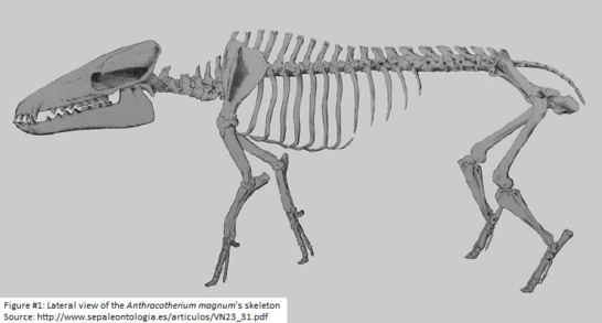 Anthracotherium designeranimals Anthracotherium