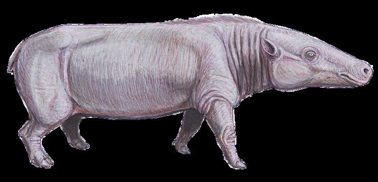 Anthracotherium Anthracotherium Wikipdia