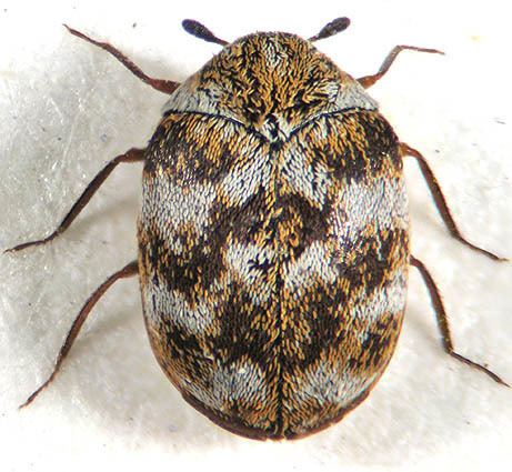 Anthrenus Anthrenus verbasci LINNAEUS 1767