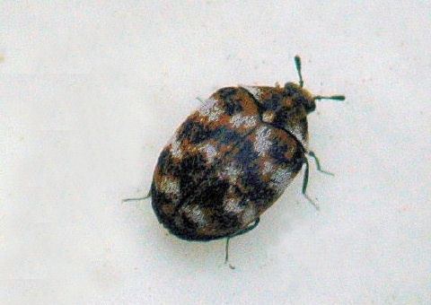 Anthrenus Varied Carpet Beetle Anthrenus verbasci