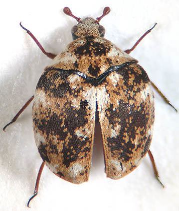 Anthrenus Anthrenus flavipes LECONTE 1854