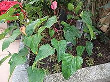 Anthurium andreanum 'Royal Flush' httpsuploadwikimediaorgwikipediacommonsthu