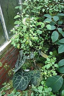 Anthurium clarinervium httpsuploadwikimediaorgwikipediacommonsthu