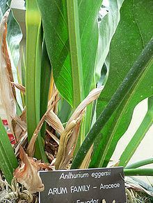 Anthurium eggersii httpsuploadwikimediaorgwikipediacommonsthu
