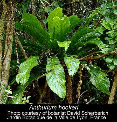 Anthurium hookeri Anthurium hookeri Anthurium hookeri Kunth Anthurium hookerii