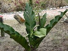 Anthurium sect. Pachyneurium httpsuploadwikimediaorgwikipediacommonsthu