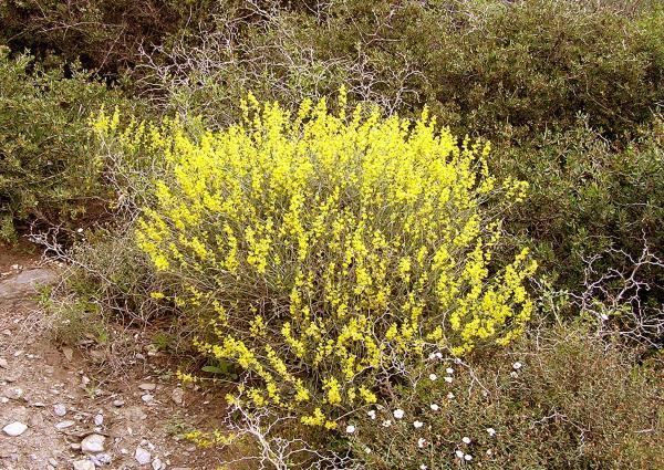 Anthyllis cytisoides F L O R A M U Flora ornamental autctona de la Regin de Murcia