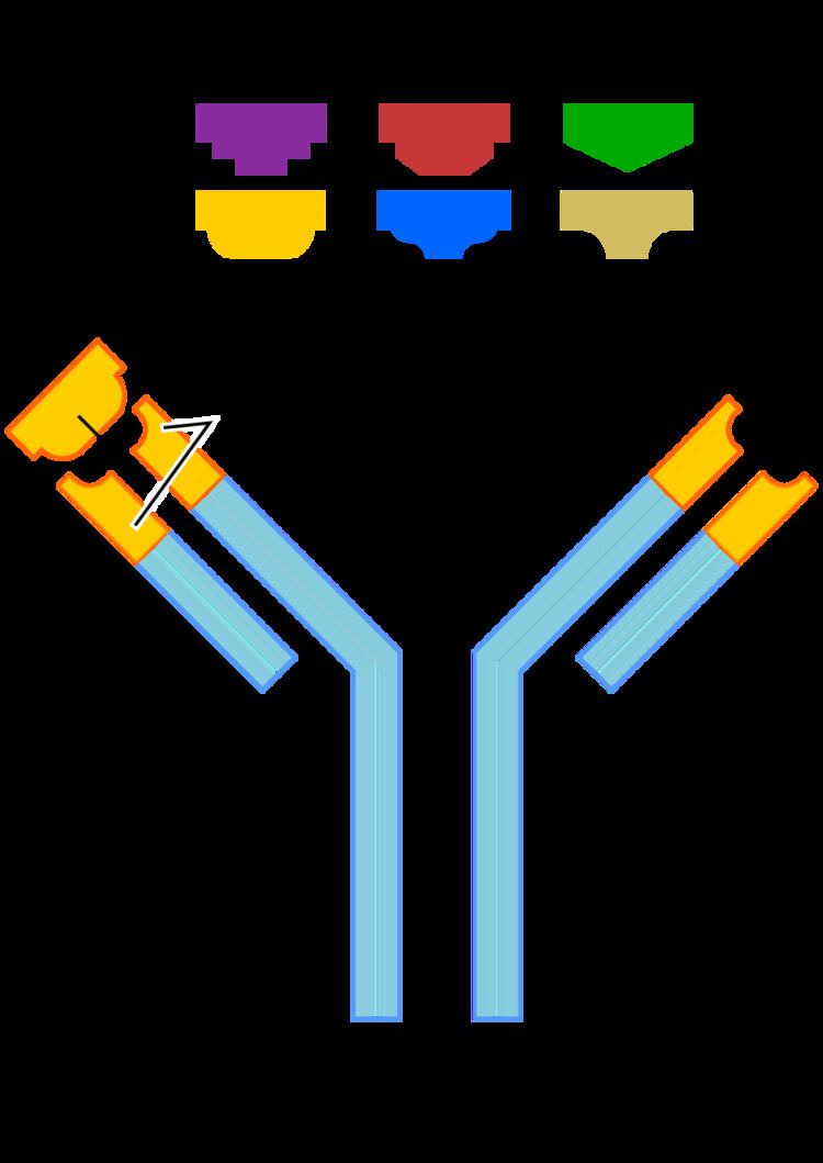 Anti-actin antibodies