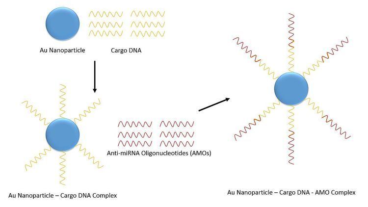 Anti-miRNA oligonucleotides