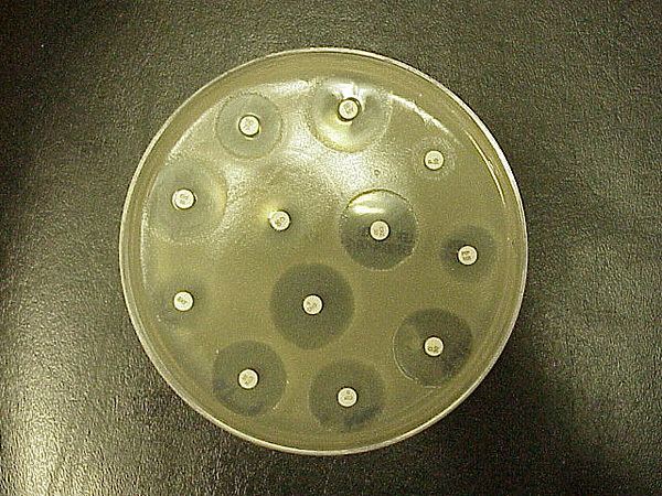 Antibiotic disc