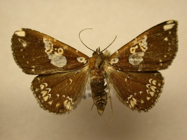 Antiblemma chephira