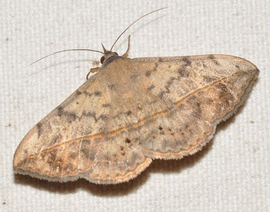 Anticarsia Velvetbean caterpillar moth Anticarsia gemmatalis BugGuideNet