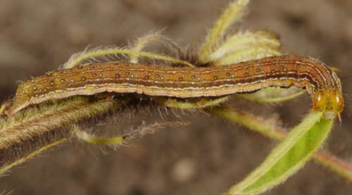 Anticarsia gemmatalis velvetbean caterpillar Anticarsia gemmatalis